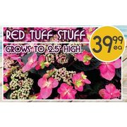 Red Tuff Stuff Grows to 25' High - $39.99