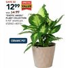 "Exotic Angel" Plant Collection - $12.99 ($2.00 off)